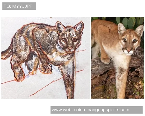 阿特拉斯与美洲狮2019年精彩对决回顾与分析